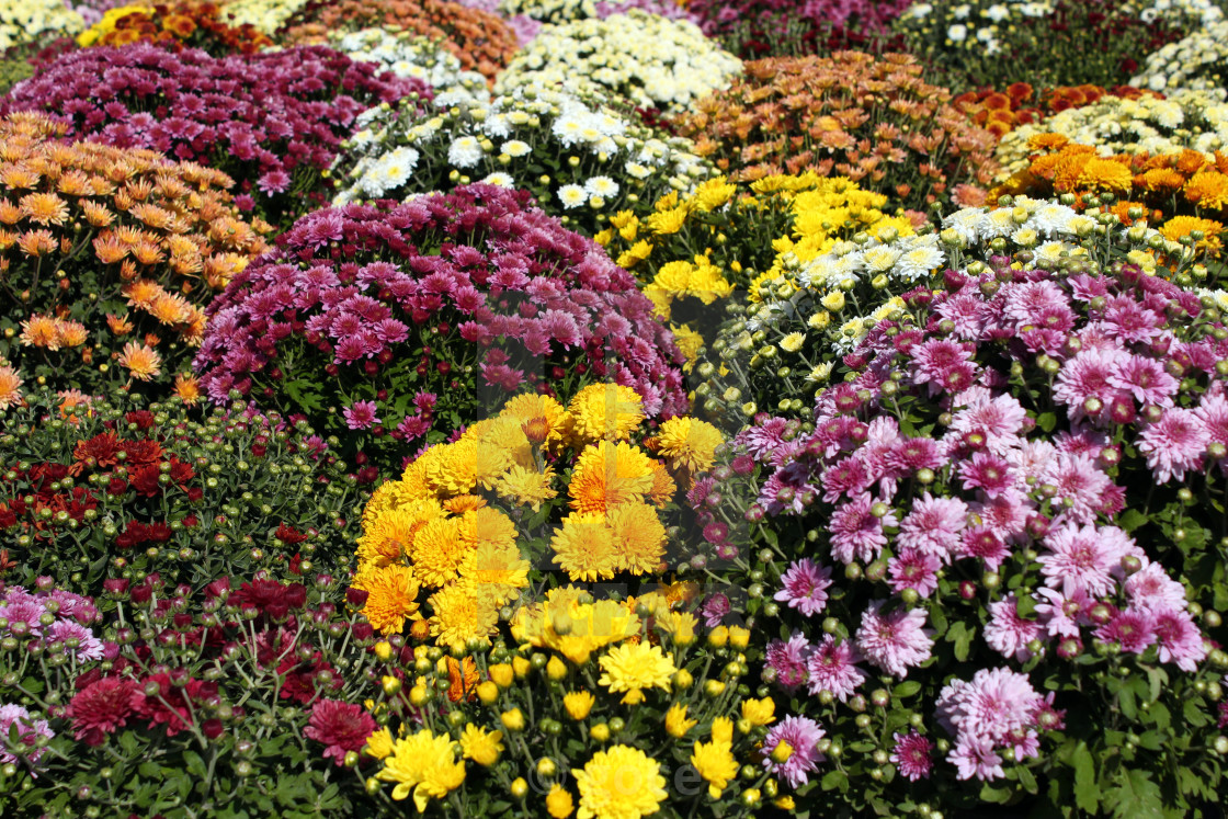 осенние хризантемы многолетние фото и названия